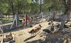 Yeni yasa zorunlu kıldı: Manisa ilçelerinde sokak hayvanlarının yaşam şartları iyileştiriliyor