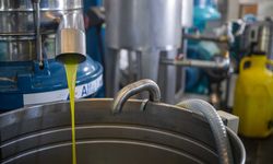 Bornova’da zeytin hasadına belediye desteği