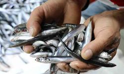 Hamsi bu sezon rekor kırdı: Tezgahlarda bolluk, fiyatlarda ucuzluk