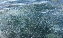Marmara’da müsilaj endişesi geri döndü: Üsküdar Sahili’ni denizanaları istila etti!
