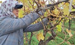 Dalda kalan üzümler ev ekonomisine katkı sağlıyor