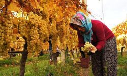 Manisa’da üzüm sezonu kapanışa hazırlanıyor