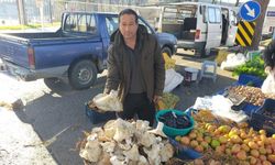 Doğal, iri ve lezzetli: Aydın pazarında mantar bereketi!