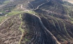 Aliağa ve Foça’daki yangın alanları yeniden yeşillendirilecek!