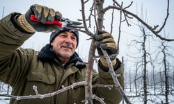 Bahar öncesi gizli anahtar: Ocak ayında budanması gereken 5 bitki