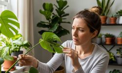 Ev bitkilerinin mantar sorununa kimyasalsız çözüm: Toprağa bir tane bırakmak yetiyor