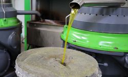 Buca Belediyesi zeytin hasadını sosyal desteğe dönüştürdü