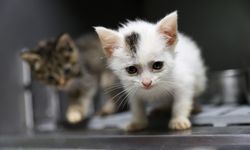 Buca’da sahiplendirme seferberliği meyvelerini veriyor