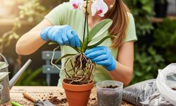 Çiçeği solan orkidelerin ortak kaderi: Tek bir hata hepsini yok ediyor