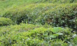 Doğu Karadeniz alarm veriyor: Hasan Karal’dan çay üreticisi için uyarı!