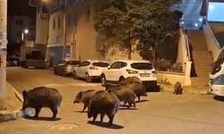 İzmir’de sokaklar doğal yaşam parkına döndü!