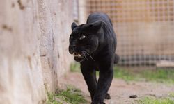 Eşi benzeri yok: Türkiye’nin tek jaguarı artık İzmir Doğal Yaşam Parkı’nda