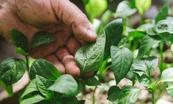 Ev ve balkon çiçeklerinde sessiz istila: Bit sorununa kimyasalsız müdahale