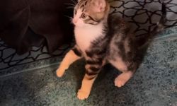 Gümüşhane’de Camide sevimli misafir