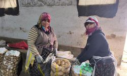 Patates tarladan depoya! Üretici bu yıl yüzü gülenlerden