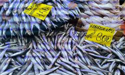 Soğuk havayla hamsi talebi patladı! Tezgahlar dolup taşıyor
