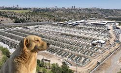 Barınakta 'ötanazi' iddiaları Ankara’yı karıştırdı! İnceleme başlatıldı