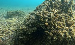 Ekolojik alarm! İstilacı midyeler deniz kestanelerini yok etti