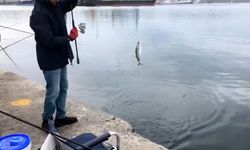 Bandırma L İskele’de palamut yoğunluğu: Kovalar taştı!