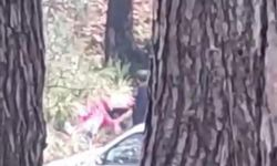 İzmir Buca’da ormanlık alanda şiddet: Kadının çığlıkları kameraya yansıdı