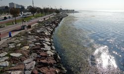 Yeşil tabaka Karşıyaka sahilini kapladı! Körfez alarm veriyor