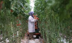 Jeotermalde 2025 hareketliliği: Yatırım durgunluğu sona eriyor