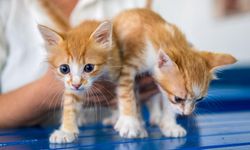 Mikroçip zorunluluğu başladı! Çipsiz hayvan ‘sahipsiz’ sayılacak