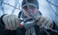 Kış uykusu fırsata dönüştü: Aralık ayında budanan ağaçlar baharda rekor verim veriyor