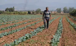 İzmir kışlık sebzede yerli fideyle verimi artırdı