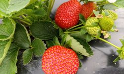 Köprübaşı çileği aralık ayında da ilgi gördü!