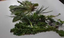 Ege'nin yabani ot kültürünü gençler öğreniyor! Bilinmeyen miras Atina yolcusu