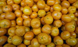 Mandalinada tarihi rekor! Türkiye 11 ayda 615 milyon doları aştı