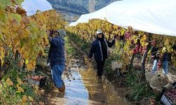 Manisa’da yağmur durdu, hasat durmadı!