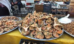 Yağışlar arttı! Mantar bereketiyle geldi...