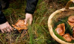 İzmir Bergama'daki ormanda kayboldu! Dronelar ile taranıyor