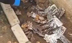 Menderes'te bahçeyi kazınca zehir fışkırdı: Toprağa gömülü 9 bin adet ele geçirildi