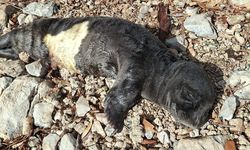 Nesli tehlikedeki yavru foka Marmaris’te yaşam desteği