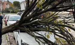Park halindeki araçlara ağaç devrildi