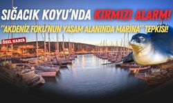 Sığacık Koyu’nda kırmızı alarm! Akdeniz Foku’nun yaşam alanında marina tepkisi!