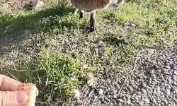 Tarihi Gelibolu Yarımadasında tilkiyle sıcak karşılaşma