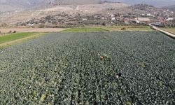 Türkiye'nin kışlık sebze ambarında gözler yüksek maliyetlerde