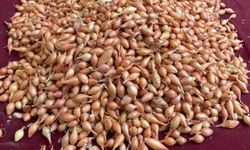 Üreticiye kritik çağrı: “Soğanı şimdi dik, verimi kaçırma!”