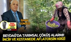 Beydağ'da tarımsal çöküş alarmı! İncir ve kestanede aflatoksin krizi