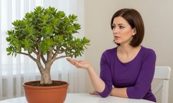 Yanlış budama para ağacının neşesini kaçırıyor: Denge kuralı ile çözülüyor