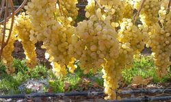 Yılbaşı için üzüm hasadı başladı!