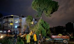 Aydın'da şiddetli fırtına kabusu: Dev çam ağacı elektrik hatlarını kopardı!