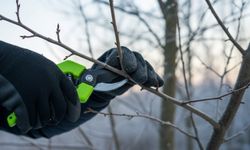 Bahçelerde kritik takvim: Şubat öncesi budanması gereken 5 tür