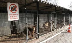 Seren Serengil’den İzmir Valisi Elban'a barınak çağrısı: "Böyle bir vahşet olamaz!"