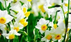 İzmir Bayındır nergis kokusuyla şenleniyor!