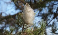 Tehlike tüm ormana yayıldı! Dokunanda alerji yapıyor!